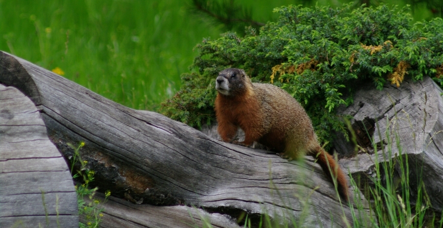 Marmota